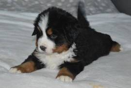  A Donner chiot de type Bouvier Bernois FEMELLE, Votre ville