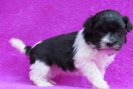 A Donner Chiot de type Bichon Havanais femelle, Votre ville