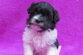 A Donner Chiot de type Bichon Havanais femelle, Votre ville