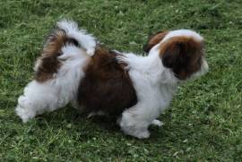 A Donner Chiot femelle Shih Tzu pure race LOF, Votre ville