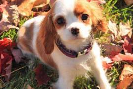 Adorable femelle Cavalier King Charles, Votre ville