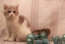 Chaton British Shorthair mâle et femelle a donner, Rouyn-Noranda