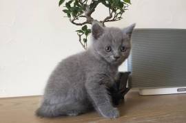 Superbes Chaton ( A DONNER ) Chartreux Mâle et Fem, Quebec