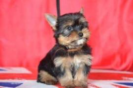 CHIOT FEMELLE YORKSHIRE AU LOF, Montréal