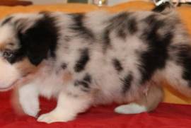 A donner Chiot Berger Australien Femelle, Montréal