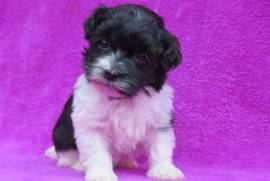 A Donner Chiot de type Bichon Havanais femelle, Montréal