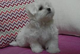 OFFRE chiot BICHON MALTAIS FEMELLE, Montréal