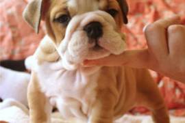 Adorables chiots Bouledogue Anglais disponibles, Montréal