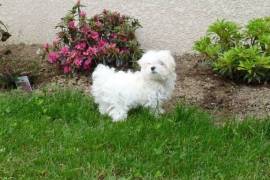 BICHON MALTAIS FEMELLE, Votre ville
