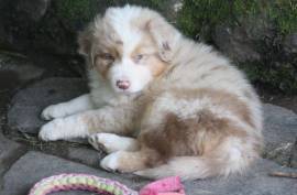 Chiot Berger Australien, sainte-thérèse