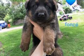 Chiot Berger allemand, Rimouski