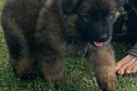 Chiot Berger allemand, Rimouski