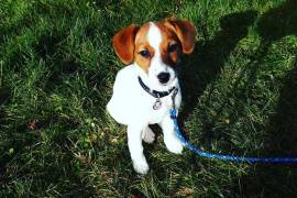 Jolie jack Russell, Montréal
