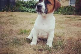 Jolie jack Russell, Montréal