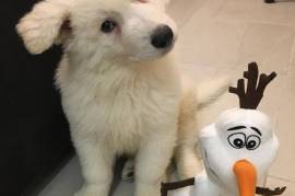 Mignonne chiot lepetitted, Montreal