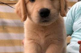 Mignonne chiot golden retriever, Montréal