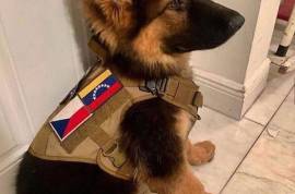 Mignonne chiot berger Allemand, Montréal