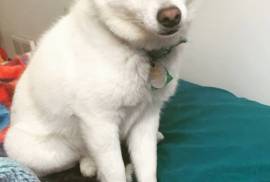 Jolie chiot Alaska klee kai, Montreal