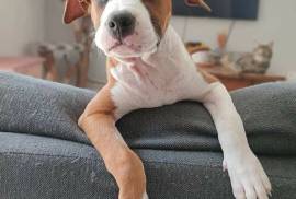 Jolie chiot beagle, Montréal