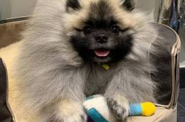 Jolie chiot Spitz nain pomeranien, Montréal