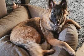 Mignonne chiot berger belge, Montreal