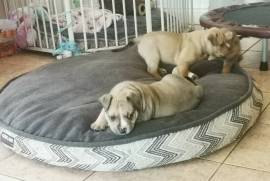 Adorable American bully mâle & femelle , Canada