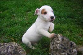 Superbe Jack Russell, Cotonou