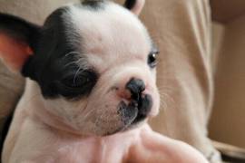 Chiot Brindle Boston Terrier prêt, Cotonou