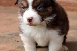 chiots Berger Australien, Vancouver