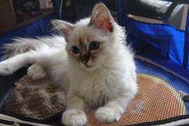 Chatons Sacre de birmanie , Edmonton