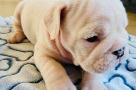 CHIOTS BULLDOG ANGLAIS  8 AVRIL 2021, Canada