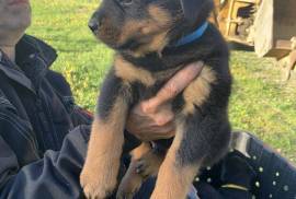 Chiots Rottweiler, Cotonou