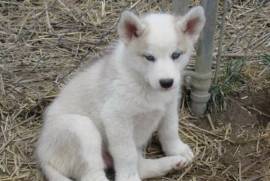Splendide chiot Husky siberien , Cotonou
