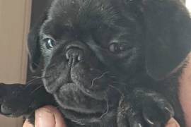 Beau bébé pug / carlin, Canada