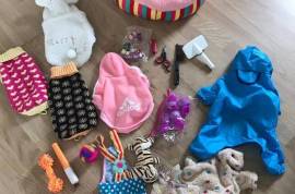 URGENT berger Australien femelle, Windsor