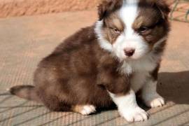 URGENT berger Australien femelle, Windsor