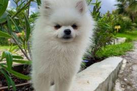 Jolie chiot Spitz allemand, Montréal