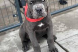 Mignonne chiot cane corso, Montréal