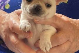 chiots Mini Chihuahua, Quebec City