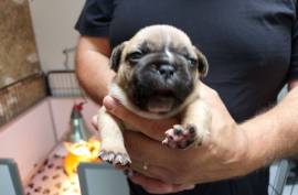 Chiot bouledogue français trois mois, Edmonton
