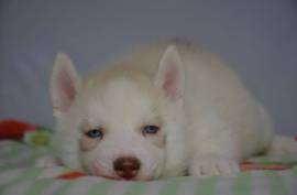 Magnifique A DONNER chiot SIBERIAN HUSKY., Vancouver