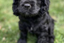 Cocker, LavalVotre ville