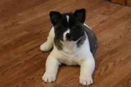 Chiot Akita Inu mâle et femelle
