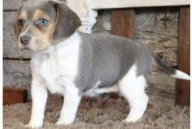 Magnifique chiot beagle femelle