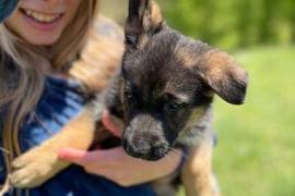 chiots Berger Allemand pure race male et femelle