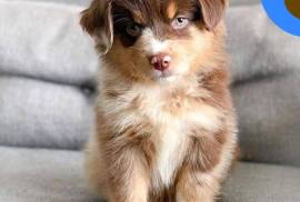 Chiot Berger Australien Femelle