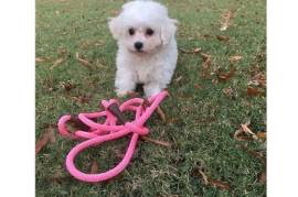 adorable chiot BICHON FRISE FEMELLE    