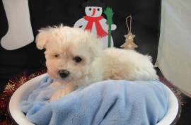 Recherchons une familles pour notre Bichon Matais