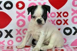  Chiot Boston Terrier Femelle