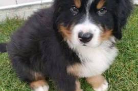 Adorables chiots Bouvier bernois male et femelle